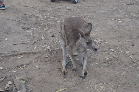 Lone Pine Koala Sanctuary Admission With Brisbane River Cruise - Schoolies Week Accommodation 3