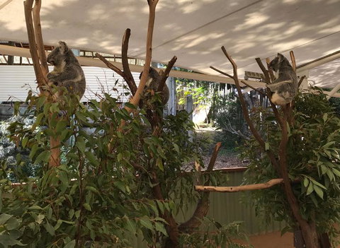 Lone Pine Koala Sanctuary Admission With Brisbane River Cruise - Schoolies Week Accommodation 16