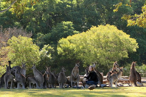 Lone Pine Koala Sanctuary Admission With Brisbane River Cruise - Schoolies Week Accommodation 27