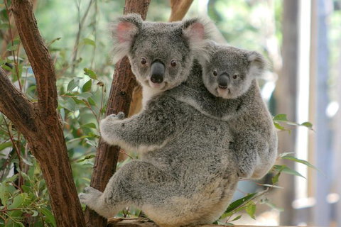 Lone Pine Koala Sanctuary Admission With Brisbane River Cruise - Schoolies Week Accommodation 28