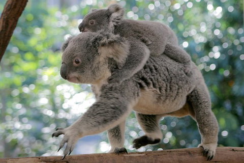 Lone Pine Koala Sanctuary Admission With Brisbane River Cruise - Schoolies Week Accommodation 30