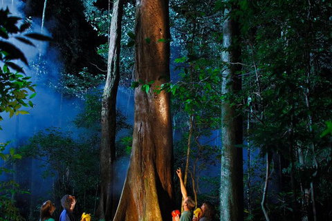 Daintree Rainforest Night Walk From Cape Tribulation - Schoolies Week Accommodation 1