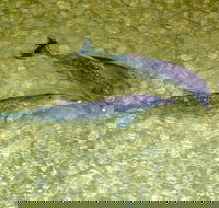 Dolphin Viewing Day Cruise to Tangalooma Island Resort on Moreton Island - Schoolies Week Accommodation