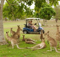 Small-Group Wildlife and Rainforest Tour from Port Douglas - Schoolies Week Accommodation