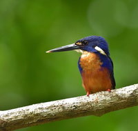 Daintree River Dawn Cruise - Schoolies Week Accommodation