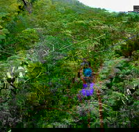 Tamborine Mountain Daily Service Treetop Challenge and Thunderbird Park - Schoolies Week Accommodation