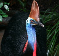 Wildlife Habitat Port Douglas - Schoolies Week Accommodation