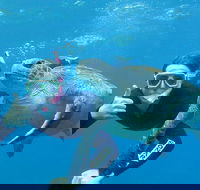 3-Hour Sea Turtle Snorkeling Experience in Byron Bay - Schoolies Week Accommodation