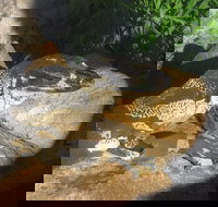 Armadale Reptile Centre - Schoolies Week Accommodation