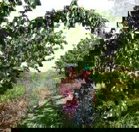 Harben Vale Pick Your Own Cherries - Schoolies Week Accommodation