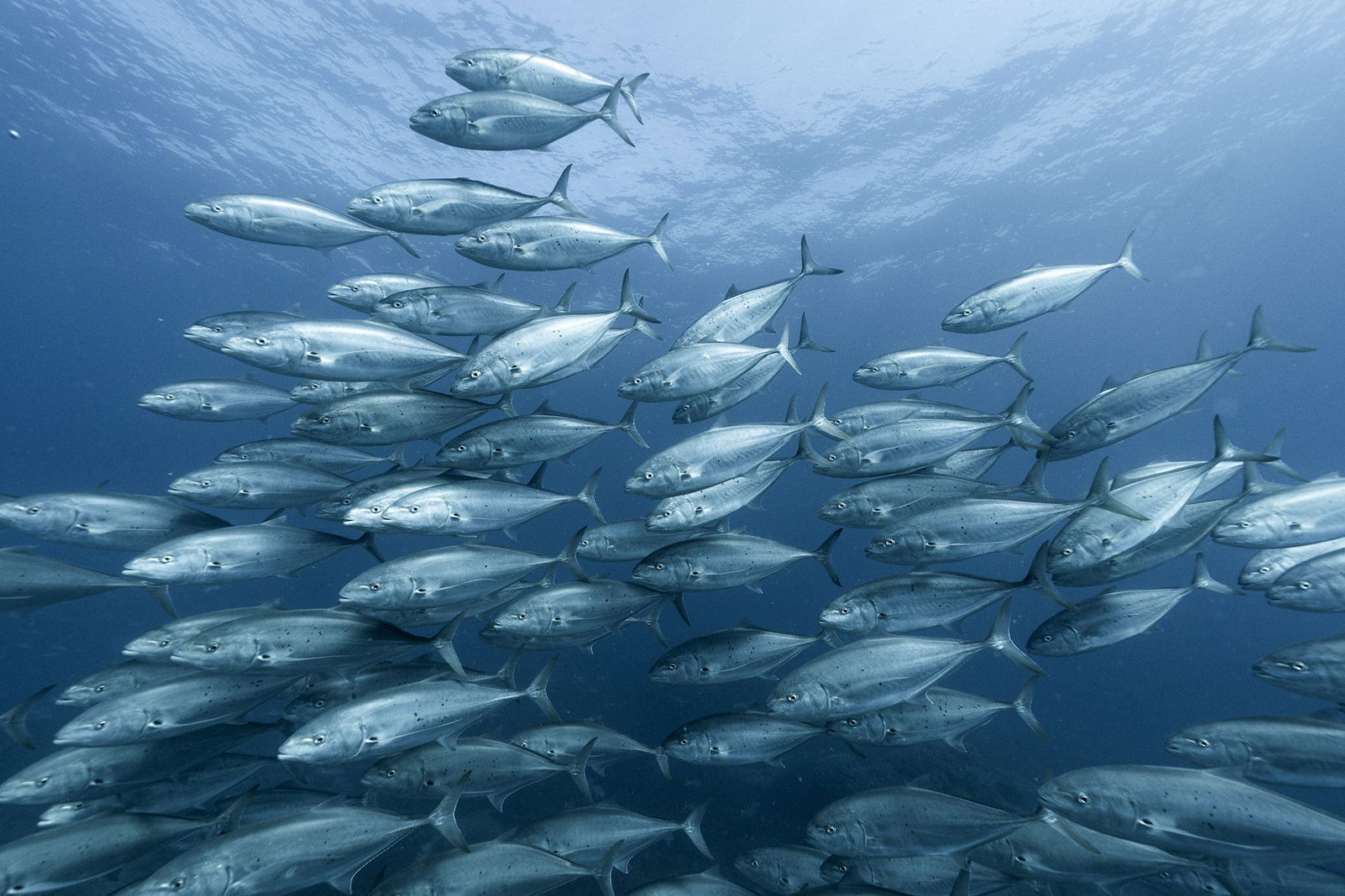 The Keppels QLD Schoolies Week Accommodation