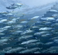 Egg Rock Dive Site - Schoolies Week Accommodation