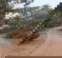 Karlkurla Bushland Park - Schoolies Week Accommodation