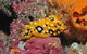 Magic Mountain Dive Site - thumb 0