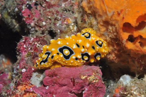 Magic Mountain Dive Site - Schoolies Week Accommodation 0