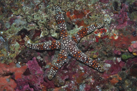 Magic Mountain Dive Site - Schoolies Week Accommodation 1