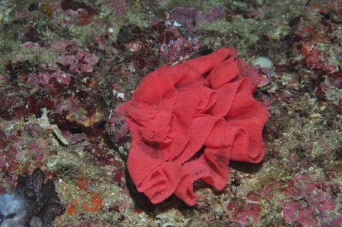 Magic Mountain Dive Site - Schoolies Week Accommodation 2