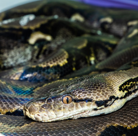 Serpentarium Wildlife Park Tasmania - Schoolies Week Accommodation 1