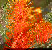 Wongan Hills Wildflowers - Schoolies Week Accommodation