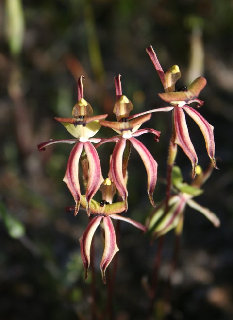 Wongan Hills Wildflowers - Schoolies Week Accommodation 1