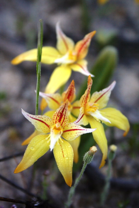 Wongan Hills Wildflowers - Schoolies Week Accommodation 2