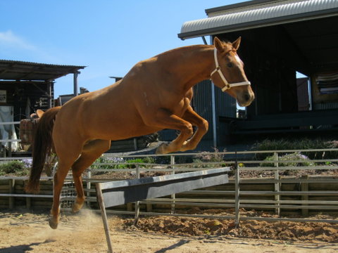 Boggy Creek Show - Schoolies Week Accommodation 1