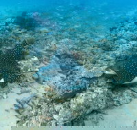 Child Island Dive Site - Schoolies Week Accommodation