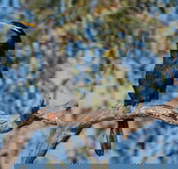 Greenough River Nature Trail - Schoolies Week Accommodation