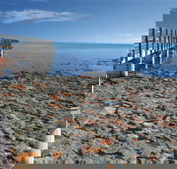 Hamelin Pool Stromatolites - Schoolies Week Accommodation