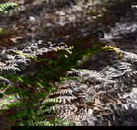 Langwarrin Flora and Fauna Reserve Walking Trails - Schoolies Week Accommodation