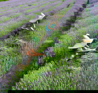 Lavandula Swiss Italian Farm - Schoolies Week Accommodation