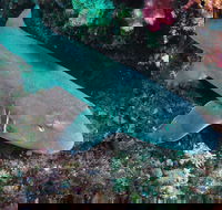 Middle Reef Dive Site - Schoolies Week Accommodation