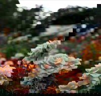 Newtown Park State Rose Garden - Schoolies Week Accommodation