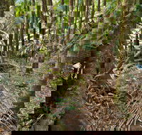 Palm Forest Walking Track - Schoolies Week Accommodation