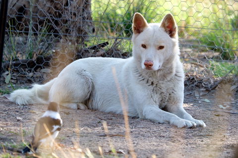 Durong Dingo Sanctuary - Schoolies Week Accommodation 0