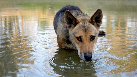 Durong Dingo Sanctuary - Schoolies Week Accommodation 1