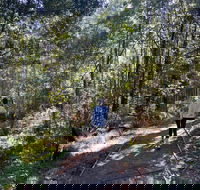 Lyrebird Circuit Walk - Schoolies Week Accommodation