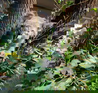 Macadamia Castle - Schoolies Week Accommodation