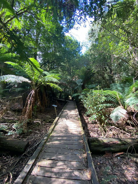 Wirrawilla Rainforest Walk - Schoolies Week Accommodation 0