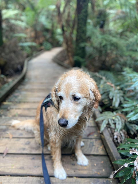 Wirrawilla Rainforest Walk - Schoolies Week Accommodation 1