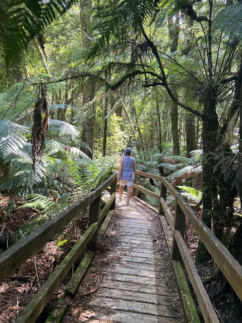Wirrawilla Rainforest Walk - Schoolies Week Accommodation 2