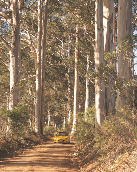 The Great Forest Trees Drive - Schoolies Week Accommodation 0