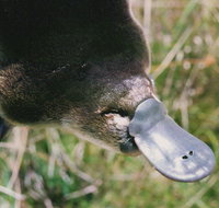 Warrawong Wildlife Sanctuary - Schoolies Week Accommodation