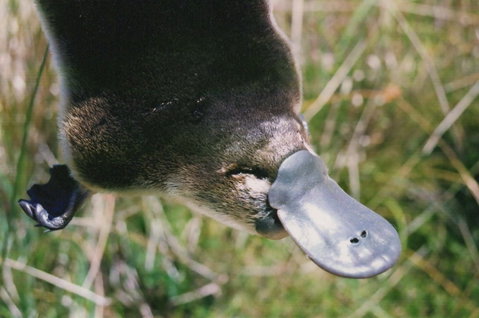 Warrawong Wildlife Sanctuary - Schoolies Week Accommodation 0