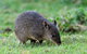 Warrawong Wildlife Sanctuary - thumb 1