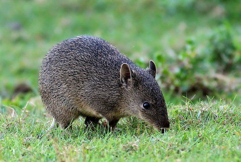 Warrawong Wildlife Sanctuary - Schoolies Week Accommodation 1