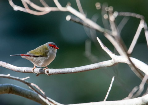 Warrawong Wildlife Sanctuary - Schoolies Week Accommodation 2
