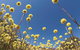 Wineries And Wildflowers - thumb 2