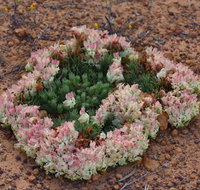 Coorow Wreath Flowers - Schoolies Week Accommodation