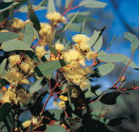 Norseman - Schoolies Week Accommodation